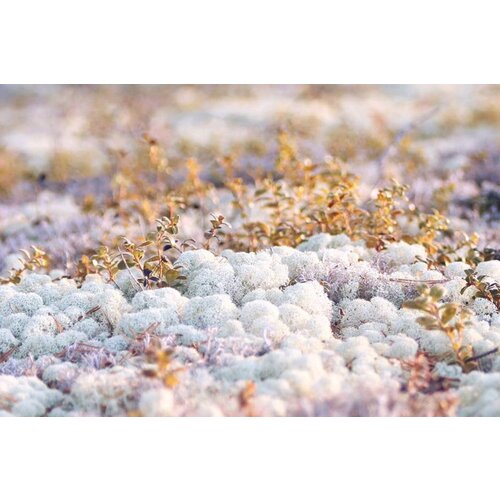 Draumr Draumr Polarmoss Flex Elements groene wanden Draumr Draumr Polarmoss Flex Elements groene wanden