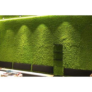 Draumr Draumr Polarmoss Green Walls