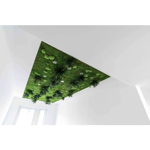 Draumr Draumr Polarmoss Green Walls