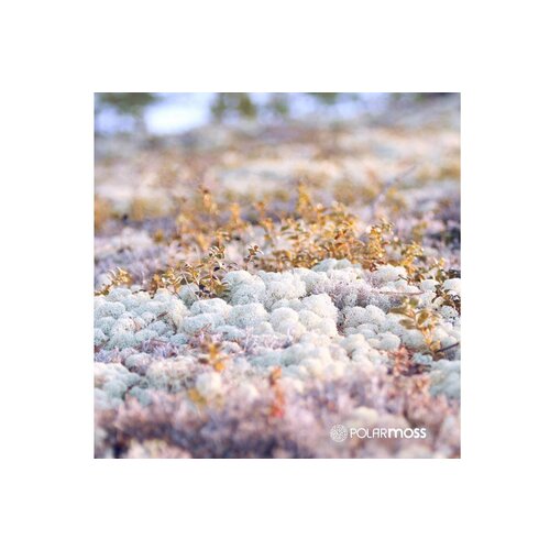 Draumr Draumr Polarmoss Island akoestische groene wand Draumr Draumr Polarmoss Island akoestische groene wand